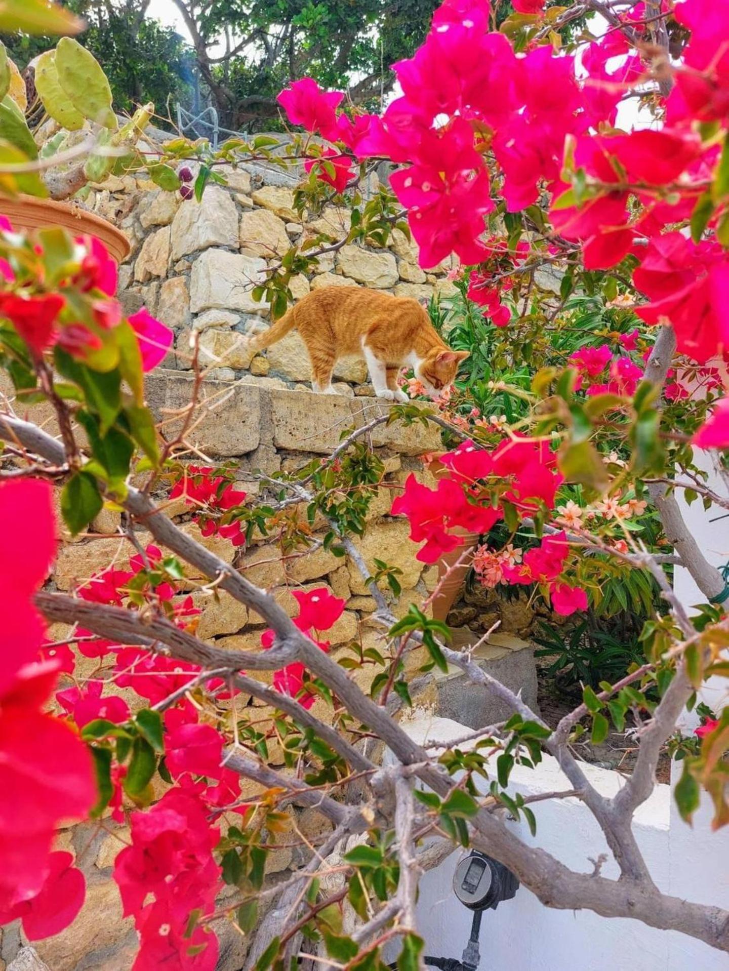 Tranquil Villa With Sea View In Ammopi Karpathos อาโมปี ภายนอก รูปภาพ